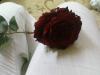 الصورة الرمزية sweet love