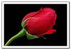 الصورة الرمزية alamal4me